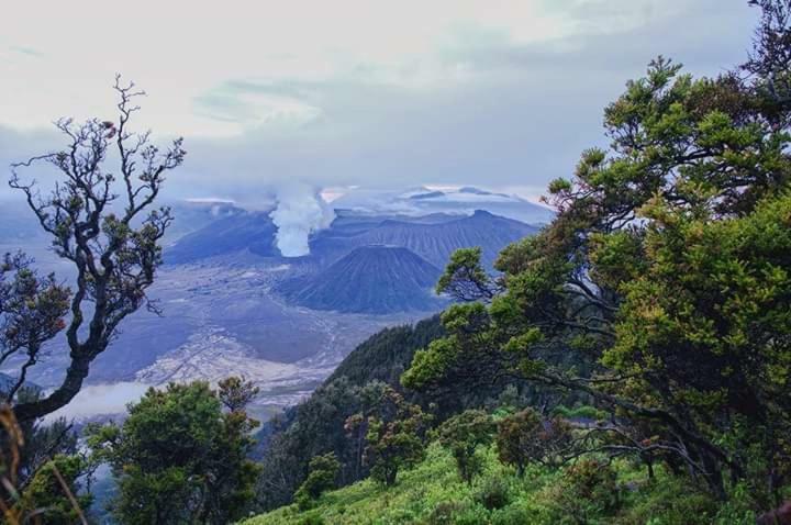 Ijen Mansjestic B&B Tamansuruh Экстерьер фото